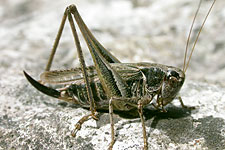Grey Bush-cricket