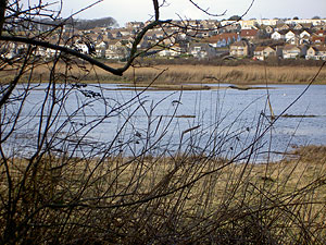 View across the marsh