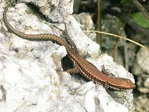 Juvenile Wall Lizard