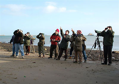 Trying to see the Yellow-browed Warbler