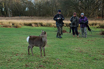 The Sika Deer can be very tame at Arne!