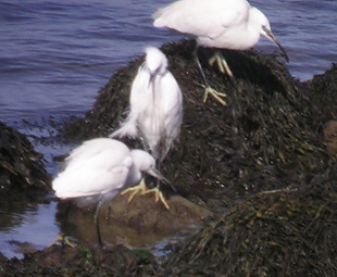 3 of the 25 Little Egrets om the Fleet, 19th March 2008
