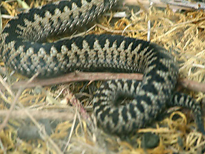 Disappearing Male Adder