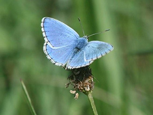 Male Adonis Blue