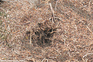 Wood Ants Nest