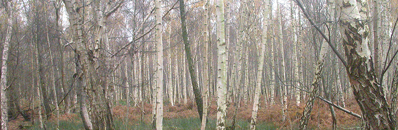 In the Birch wood