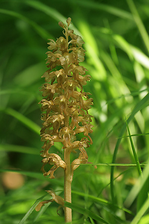 Bird-nest Orchid