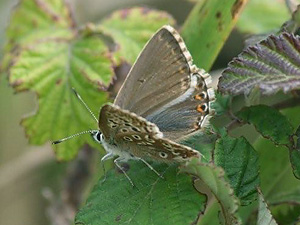 Female Chalkhill Blue