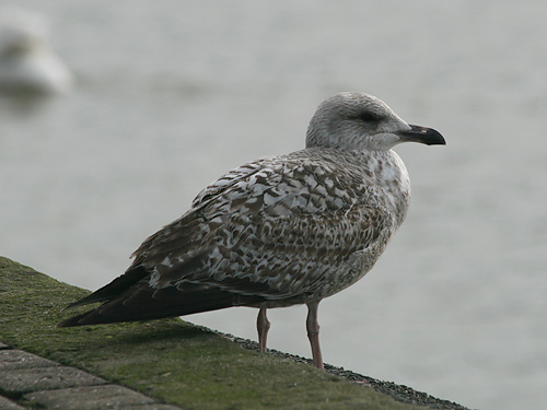 First-winter Herring Gull