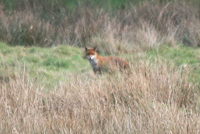 Red Fox at Toller Porcorum