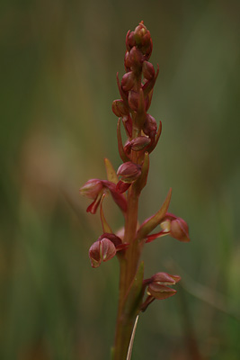 Frog Orchid