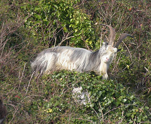 One of the introduced British Primitive Goats, East Weares, 14th Nov 2007