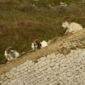British Primitive Goats