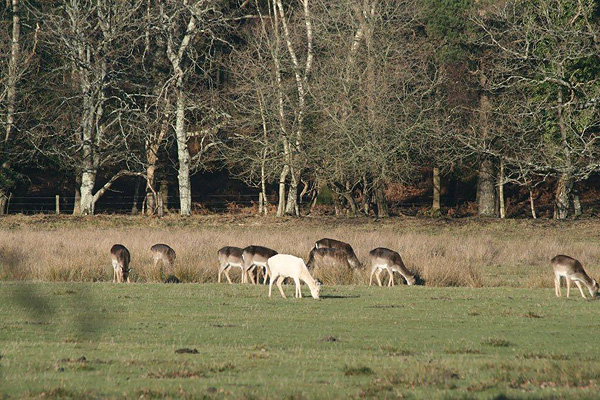 Fallow Deer in the New Forest