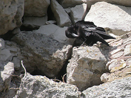 Raven at nest site