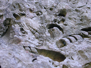 Fossils in roach stone, Kingbarrow, 17th Oct 2007