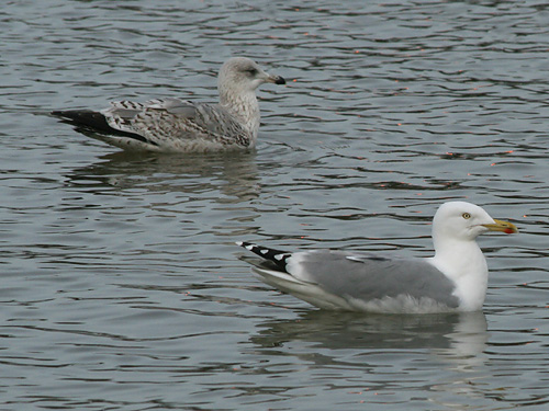 Second-winter and adult Herring Gulls