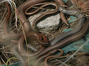 Nest of Slow-worms