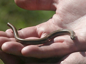 Nest of Slow-worms