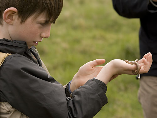 A Slow-worm in the hand