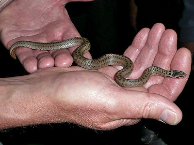 Juvenile Smooth Snake