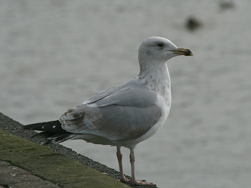Third-winter Herring Gull