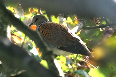 Turtle Dove in the Observatory garden.