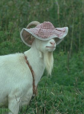 Goat with hat
